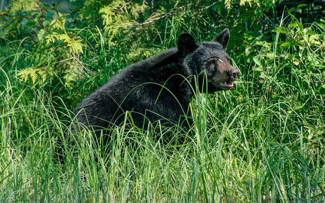 black-bear_westmountmag.ca