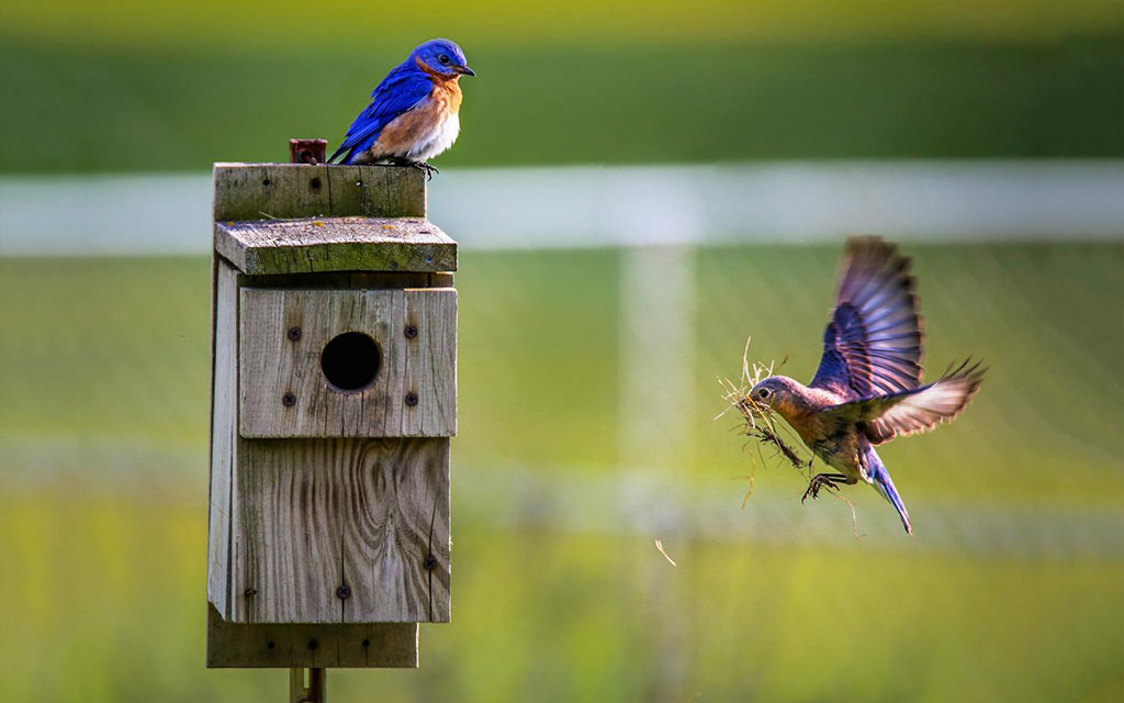bluebirds_1024