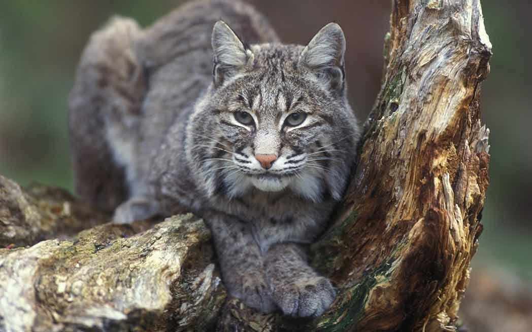 bobcat_lynx-roux_westmountmag