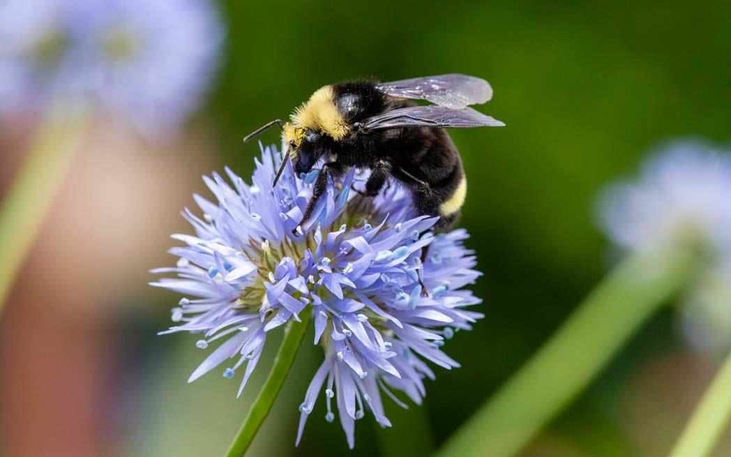 bumble-bee_westmountmag
