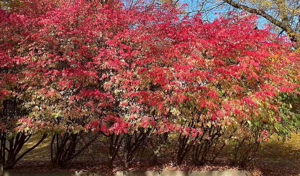 Westmount Park Burning Bushes