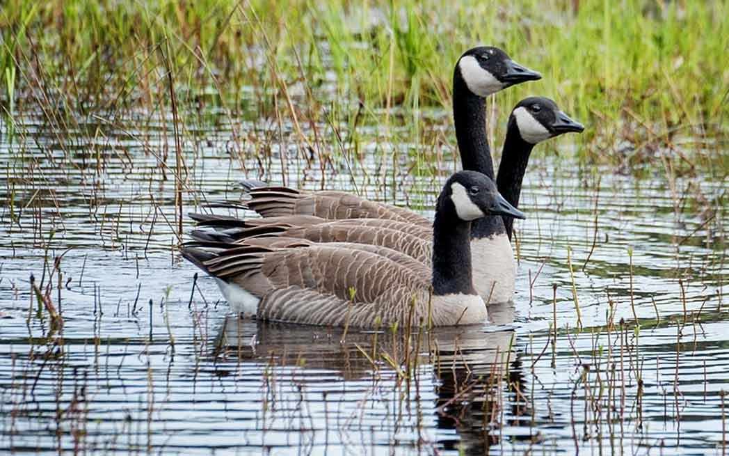 canada-geese_westmountmag