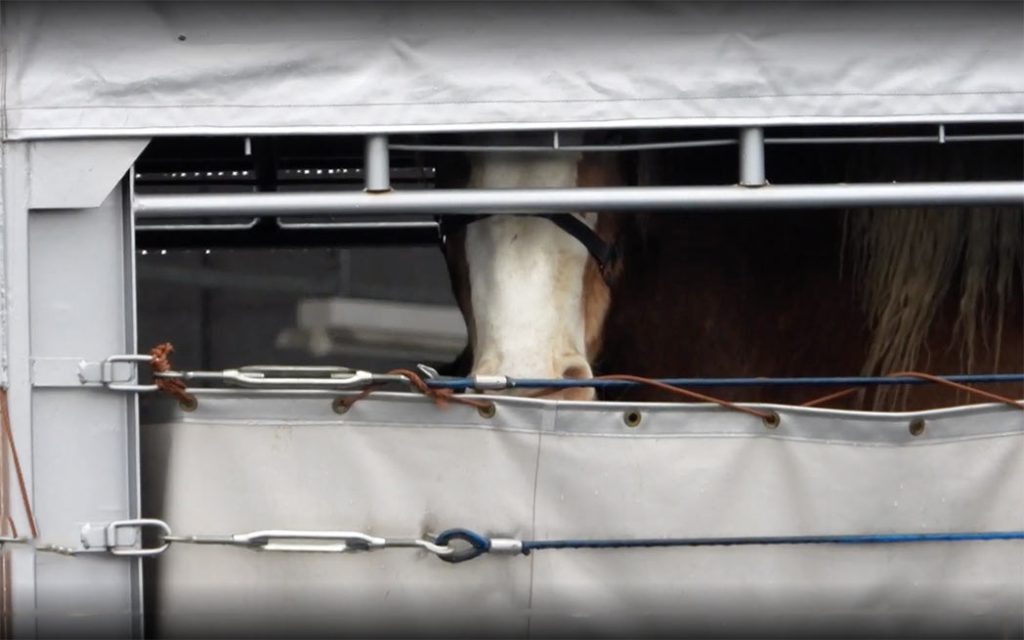 horses awaiting live transport via airplane