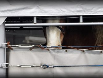 Live transport of horses <br>for slaughter must end