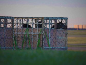 Live transport of horses <br>for slaughter must end