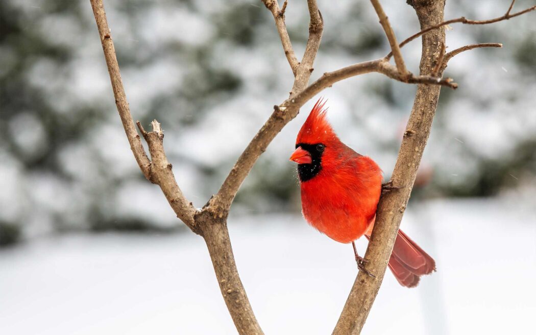 cardinal-in-winter-2096
