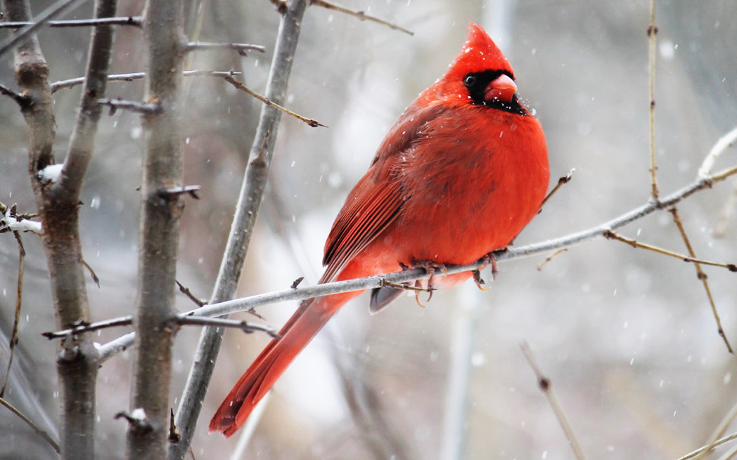 cardinal-in-winter_westmountmag.ca
