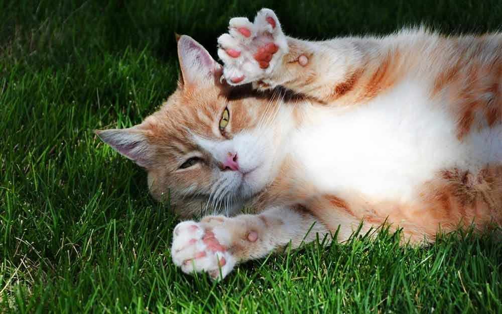 cat-paws_westmountmag