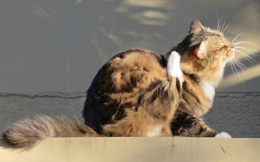 cat-scratching_westmountmag