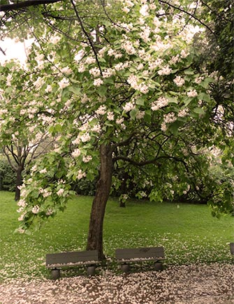 Catalpa tree