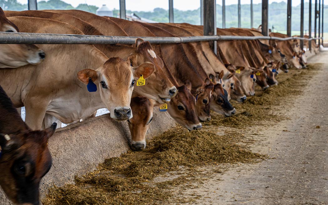 cattle-in-feedlot