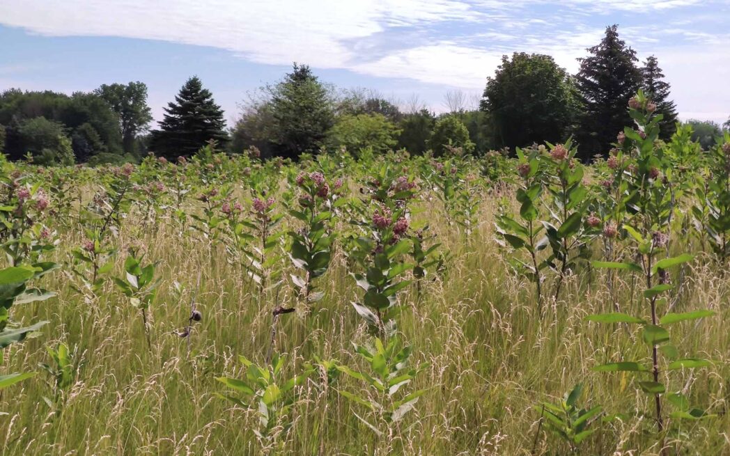 Monarch Fields