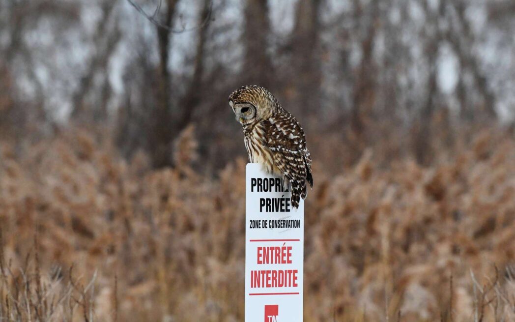 Barred owl