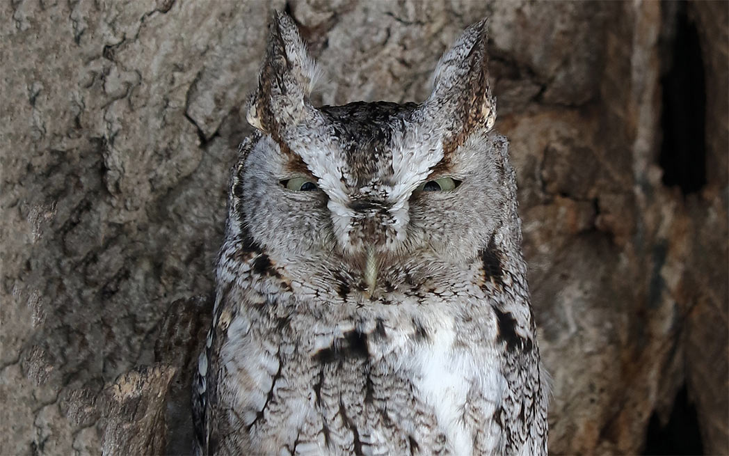 Christmas-Eve-Owl_1048