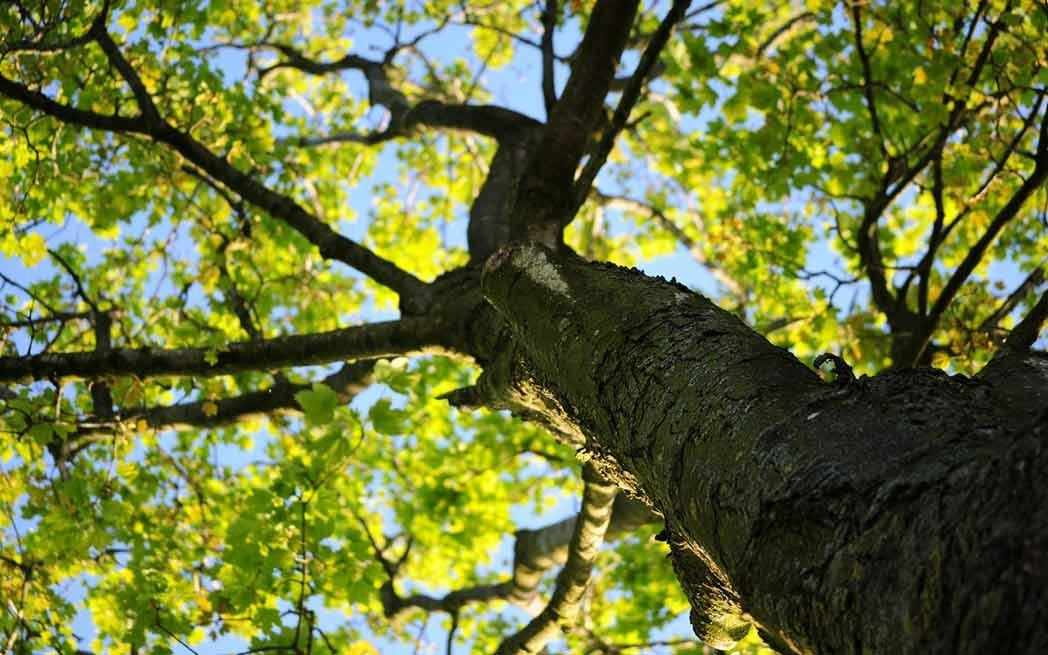 city-tree_westmountmag