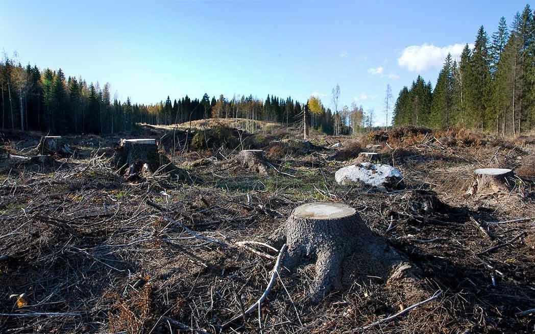 coupe-a-blanc_clearcutting_westmountmag