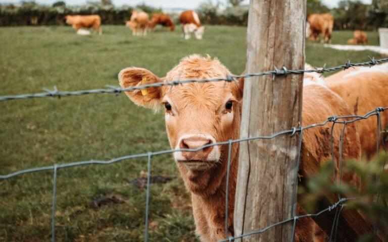 cows grazing