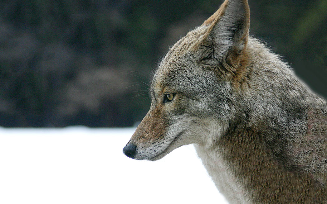 coyote-head