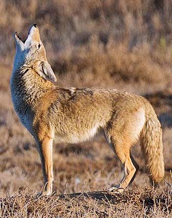 howling coyote