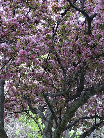 Crab apple tree