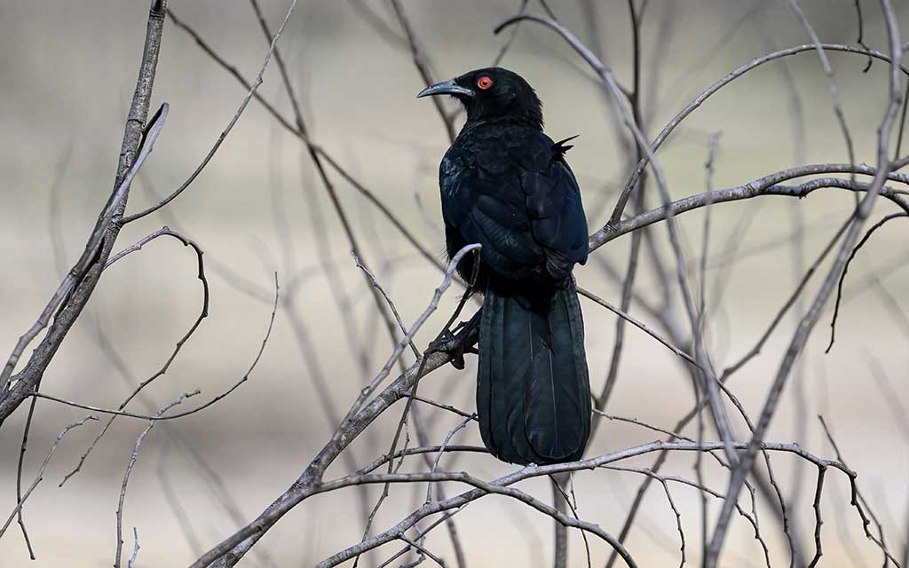 crow–pen_ash–unsplash_1024