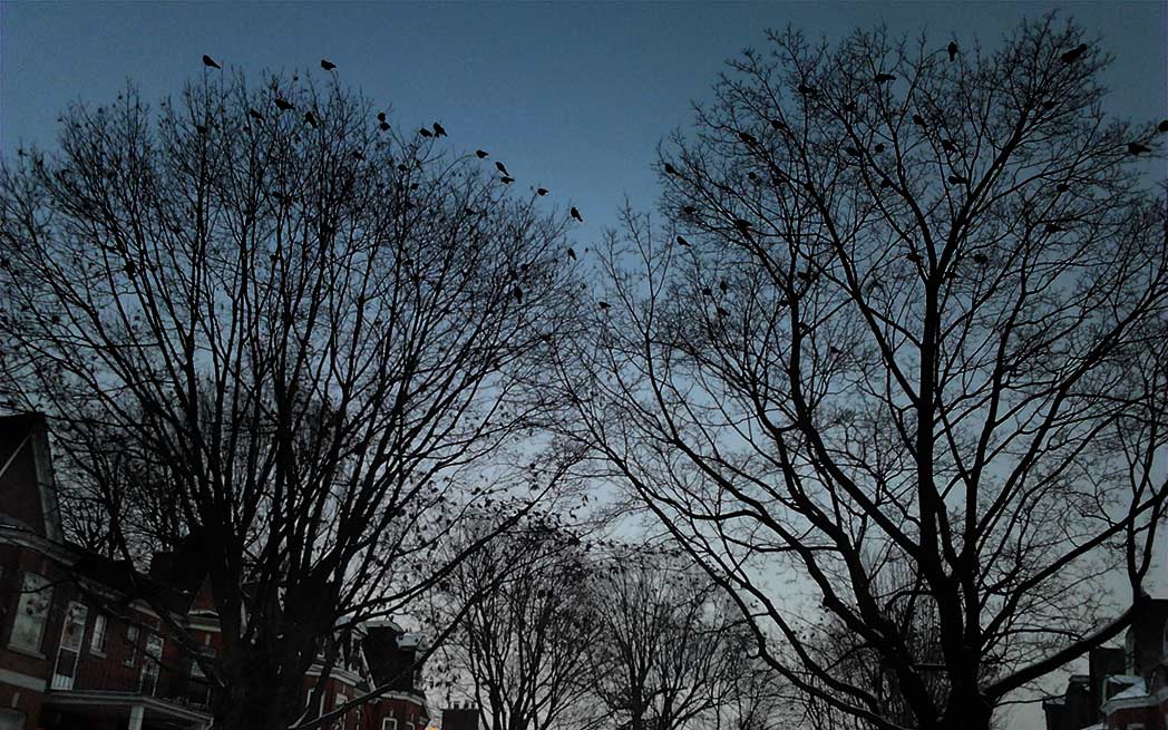 crows-1048