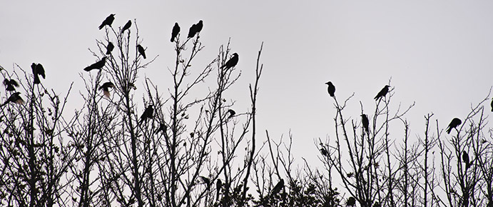 crows atop trees 