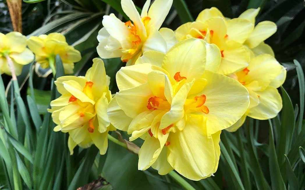 daffodils_Shahrzad-Ghaffari