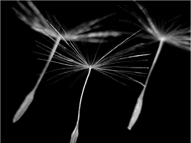 Dandelion seeds in flight