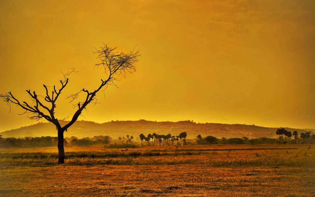 Golden desert