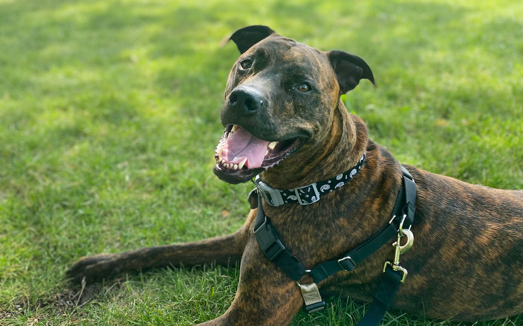 dog-joseph-marovitch