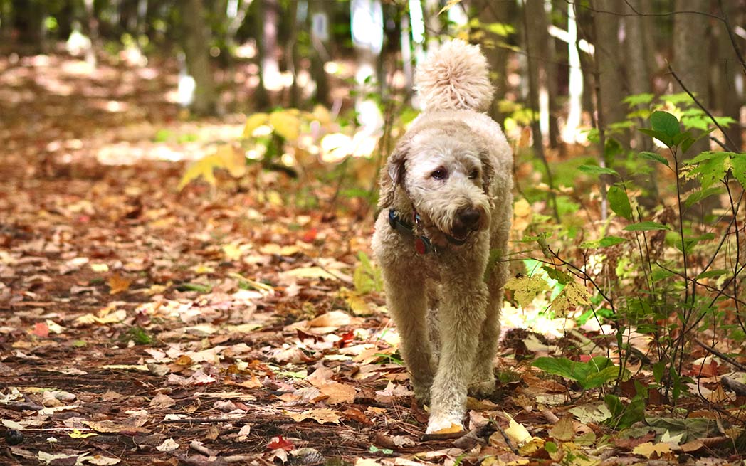 dog-on-leafy-path_1048_westmountmag.ca