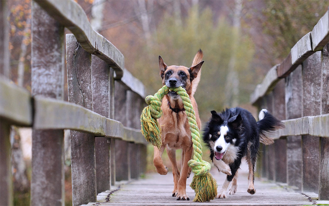 dogs playing