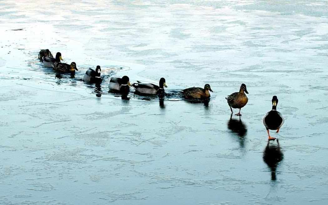 ducks-in-a-row_westmountMag