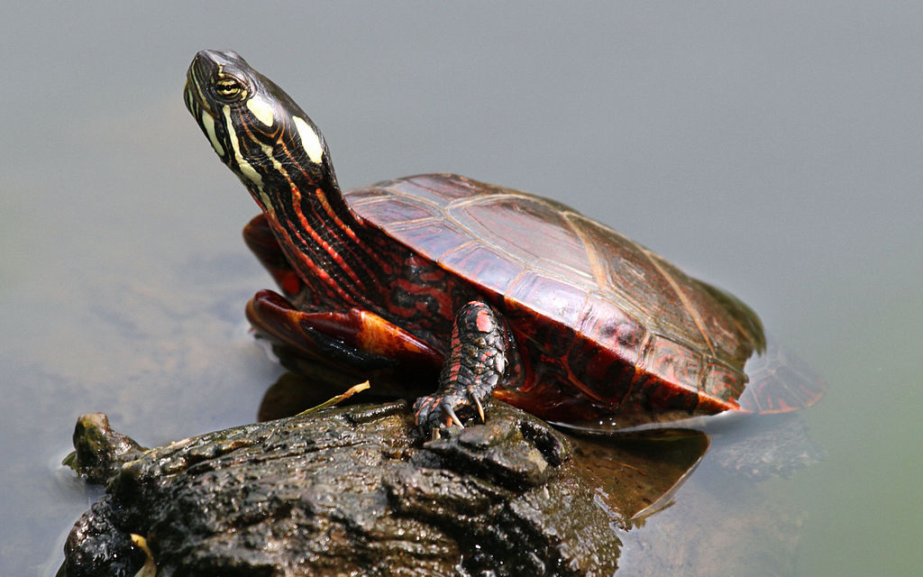 eastern-painted-turtle