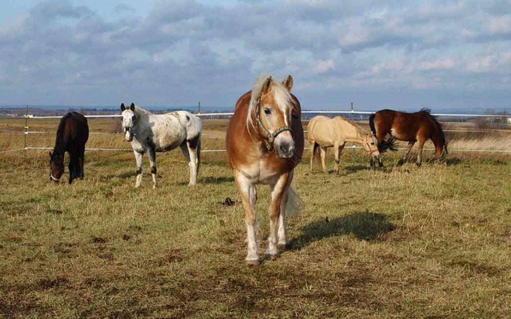 equisens_westmountmag.ca