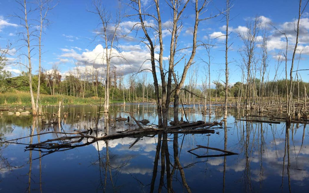 etang-aux.herons_1048_westmountmag.ca