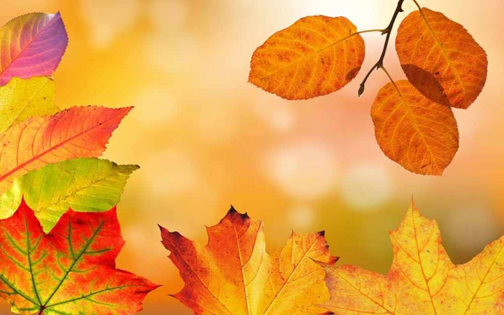 Fall Season is Back – WestmountMag.ca
