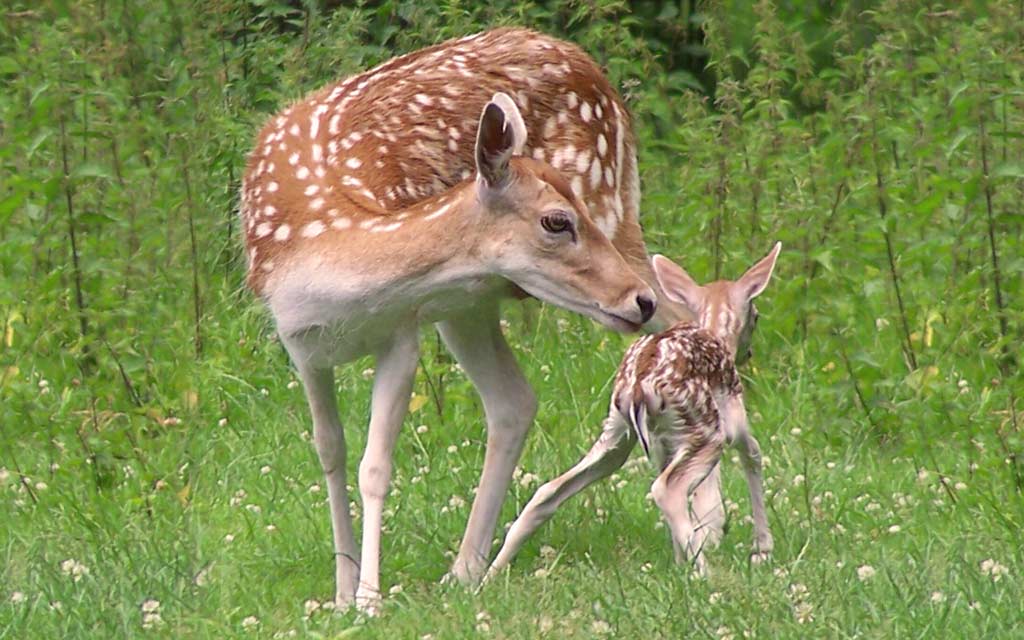 fallow-deer-and-fawn-1024