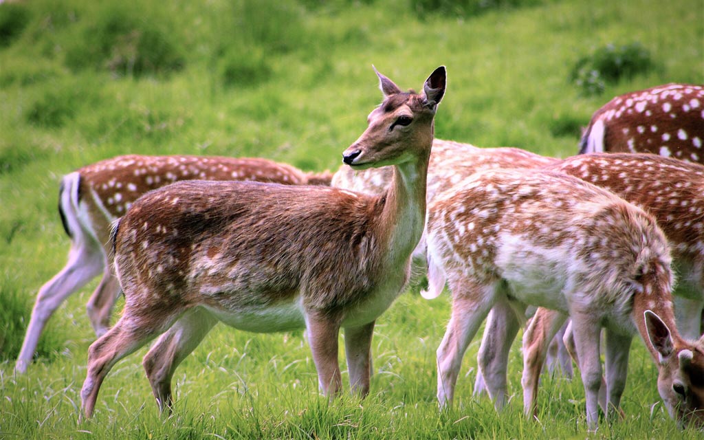 Fallow_deer_herd-1024