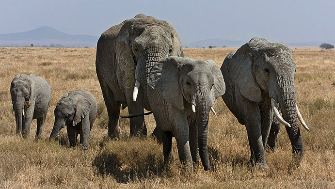 family of African bush elephants