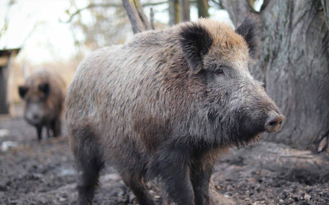 Feral pig