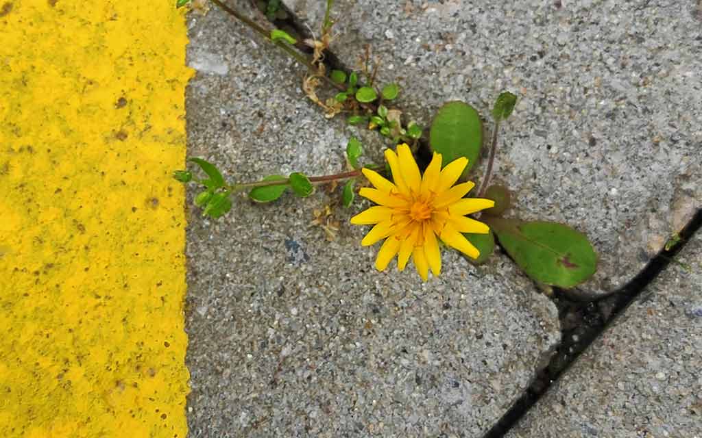 flower-in-concrete_1024