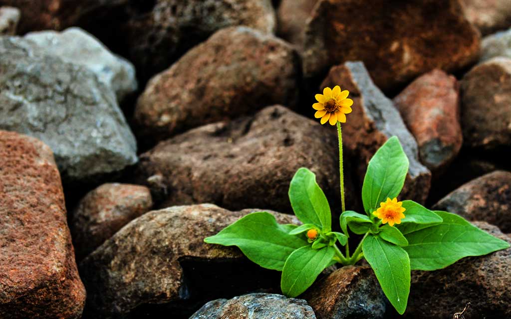 flower-surviving-on-rocks_1024