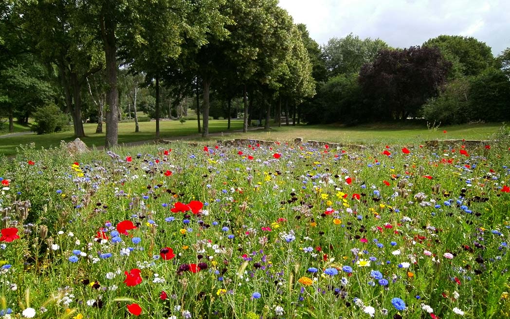 flowering-meadow