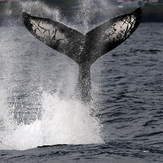 Humpback whale fluke 