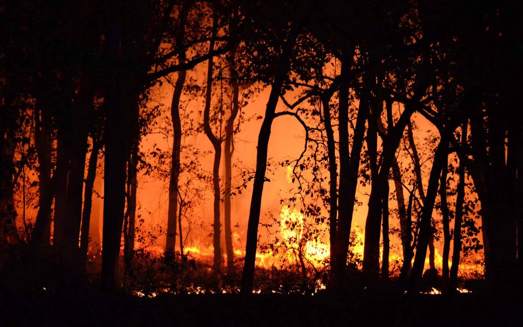 forest fire