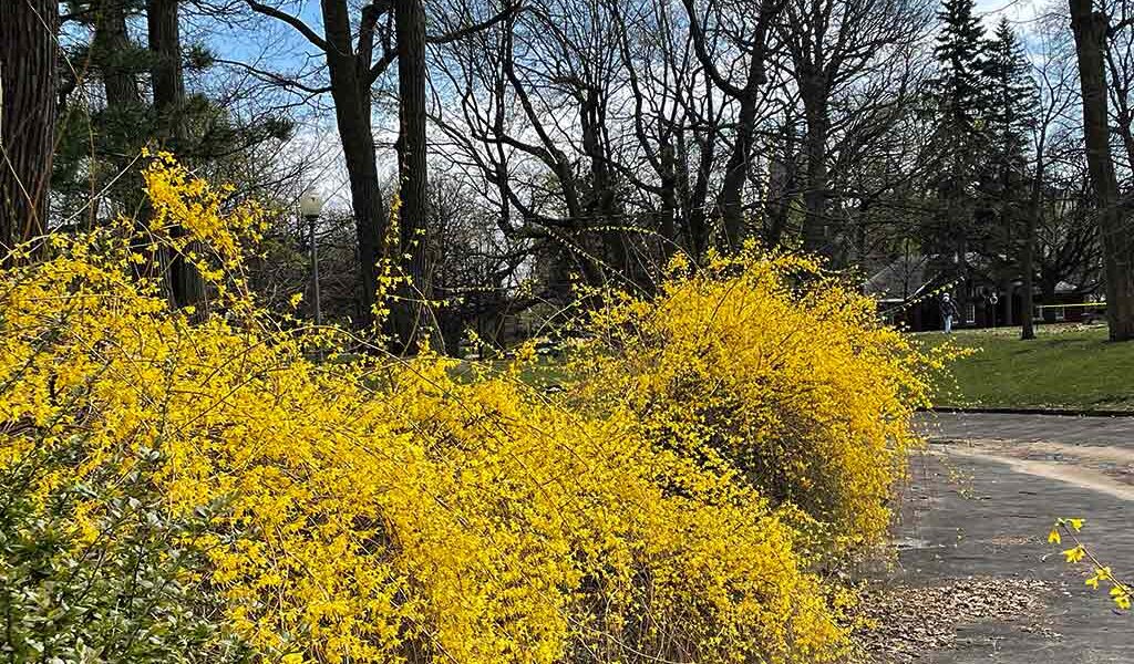 Forsythias of Westmount Park