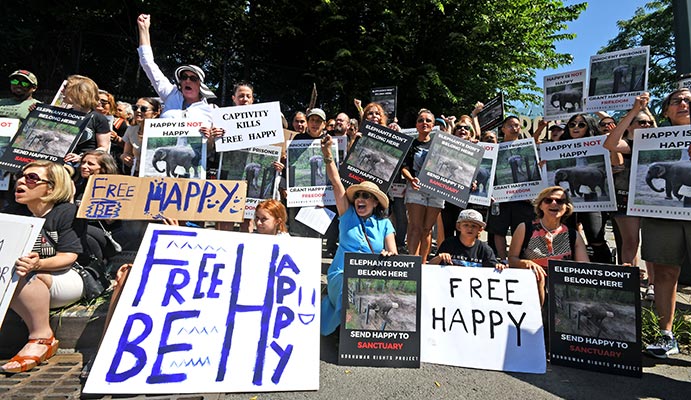 Happy the elephant Freedom Rally