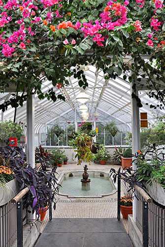 frog pond in Conservatory